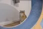 Preview: Katzenlaufrad - Laufrad für Katzen Lauffläche 30 cm, ⌀ 90 cm