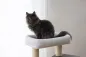 Preview: Kratzbaum für Katzen Flair - 86 cm - weiß / grau Echtholz, Designer Katzenbaum im edlen Look