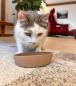 Preview: Katzennapf Bambus Petlando BARI Bamboo - 250 ml - aus natürlichen Bambus-Fasern, spülmaschinengeeignet, rutschfest