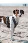 Preview: MESH Y-Comfort Geschirr von Petlando Brustgeschirr für Hunde - Hundegeschirr