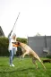 Preview: Reizangel für Hunde OHNE Spielzeug 47-130 cm - Spielangel und Jagdangel Dog Dangler zum Hundetraining und zur Auslastung