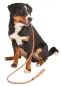 Preview: Schlupfleine Maxi Safe - Retrieverleine und Moxonleine geflochten für Hunde, reflektierend, 170 cm, mit Zugstopp