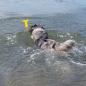 Preview: Schwimmspielzeug für Hunde Walflosse Flossy - TPR Hundespielzeug schwimmfähig, Apportiersdpielzeug und Wurfspielzeug