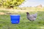 Preview: Geflügel Tränkeeimer - Geflügeltränke 12 Liter, blau / transparent, 4 Nippel zum Hinstellen