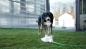 Preview: Springbrunnen für Hunde Bubble - Intelligenzspielzeug, Trinkbrunnen und Abkühlung in Einem