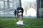 Preview: Springbrunnen für Hunde Bubble - Intelligenzspielzeug, Trinkbrunnen und Abkühlung in Einem