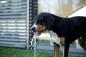 Preview: Springbrunnen für Hunde Bubble - Intelligenzspielzeug, Trinkbrunnen und Abkühlung in Einem