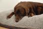 Preview: Beeztees Orthopädisches Hundekissen - Memory Foam Lounge Kissen Ruba -  wasserdicht, waschbar bei 60°C
