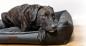 Preview: Hundebett MEMPHIS Ortho von Petlando - orthopädisches Bett für Hunde