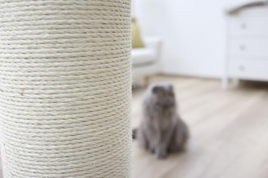 Kerbl Kratzbaum Opal Ultra 80cm - für große Katzen - Sisalstamm, Kratzstamm