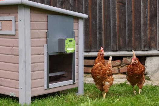 Automatische Hühnerklappe Easyprotect von Kerbl am Hühnertall Emma