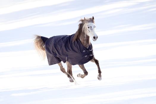 Outdoordecke High Neck - Turnoutdecke und Weidedecke für Pferde, wasserabweisend bis 3000 mm Wassersäule