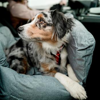 Nobby Autositz und Reisebett Bena für Hunde, schmutzabweisend und wasserabweisend, waschbar