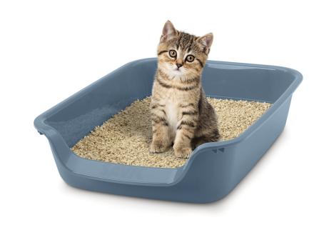Katzentoilette für kleine Katzen und Kitten