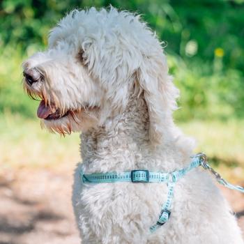 Step-in-Geschirr für Hunde - Nobby Hundegeschirr Nylon Soft Grip