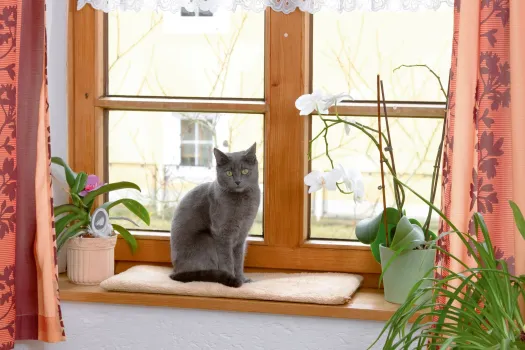 Kerbl Fensterliegekissen für Katzen selbstwärmend - Katzenbett für Fensterbank 60 x 26 x 2 cm, waschbarer Bezug