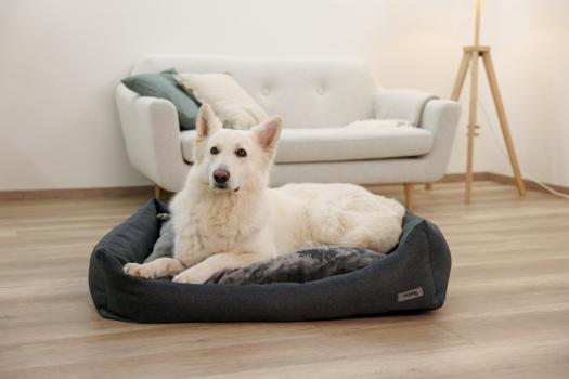 Orthopädisches Hundebett Platin Ortho - Gesundheitsbett für Hunde mit Wendekissen, Bezug waschbar bis XL