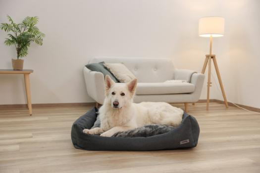 Orthopädisches Hundebett Platin Ortho - Gesundheitsbett für Hunde mit Wendekissen, Bezug waschbar bis XL
