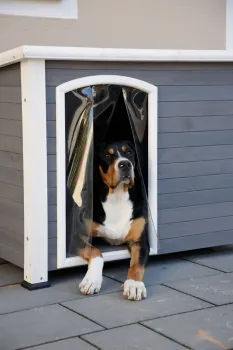 Hundehütte Outdoor - Hundehütte Kenny, wetterfest mit Lamellenvorhang, grau