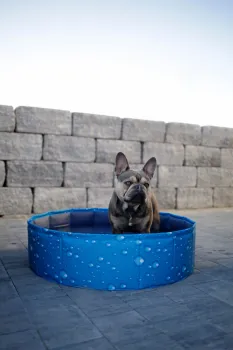 Hundepool Bubble - Planschbecken für Hunde, ideale Abkühlung für heiße Tage, kann flexibel aufgebaut werden ( auch eckig )
