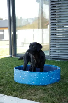 Hundepool Bubble - Planschbecken für Hunde, ideale Abkühlung für heiße Tage, kann flexibel aufgebaut werden ( auch eckig )