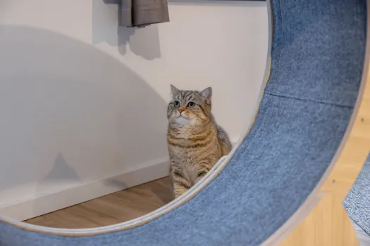 Katzenlaufrad - Laufrad für Katzen Lauffläche 30 cm, ⌀ 90 cm