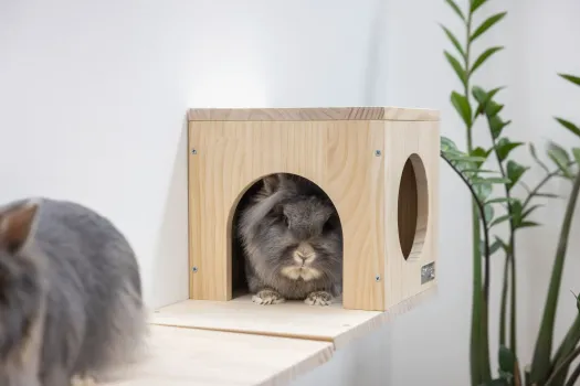 Kletterwand für Nager und Katzen - Kleintier Wand Parcours Sidewalk / Catwalk 3-teilig - Kaninchen, Frettchen, Kaninchen und Katzen Wandmontage