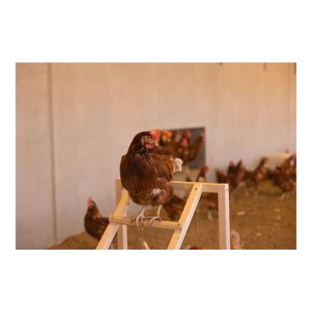 Kletterturm für Hühner mit Hühnerschaukel, auch für Papageien geeignet