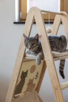 Designer Kratzbaum Kerbl Ladder 2.0 - Katzenkratzbaum und Katzenleiter in Einem, mit Hängematte und 2 Liegeflächen 104 cm