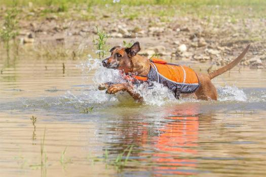 Knuffelwuff Schwimmweste für Hunder Storm - Hundeschwimmweste und Sicherheitsweste mit Griff, ideal als Tragehilfe