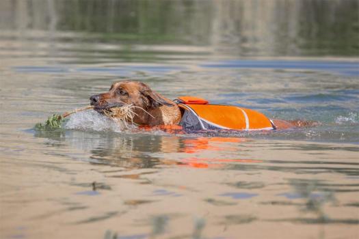 Knuffelwuff Schwimmweste für Hunder Storm - Hundeschwimmweste und Sicherheitsweste mit Griff, ideal als Tragehilfe