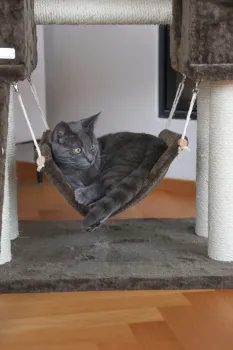 Kerbl Katzen Kratzbaum Granat 150 cm grau