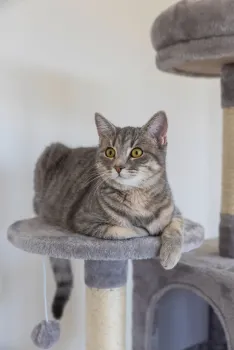 Kratzbaum Levi Kerbl für Katzen - hoher Katzenbaum 167 cm für kleine bis mittelgroße Katzen, ideal für mehrere Katzen