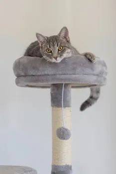 Kratzbaum Levi Kerbl für Katzen - hoher Katzenbaum 167 cm für kleine bis mittelgroße Katzen, ideal für mehrere Katzen