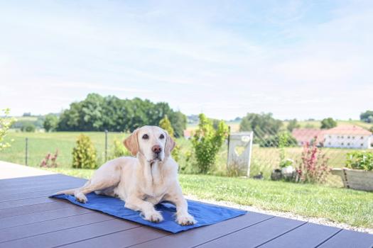 Kühlmatte für Hunde und Katzen Cool Relax - selbstkühlende Hundematte für den Sommer