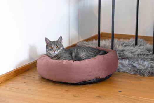Katzenbett Velvet - Donut / Körbchen für Katzen und kleine Hunde z.B. Chihuahuas