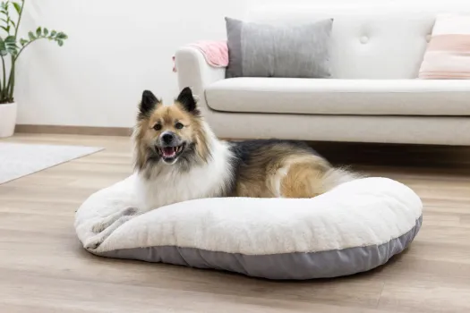 Hundekissen Zoe oval Cordoptik, ideale Einlage für den Hundekorb oder Hunderbox, waschbar