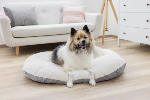 Hundekissen Zoe oval Cordoptik, ideale Einlage für den Hundekorb oder Hunderbox, waschbar