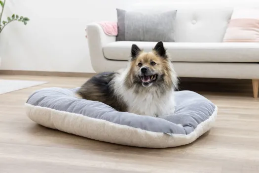 Hundekissen Zoe oval Cordoptik, ideale Einlage für den Hundekorb oder Hunderbox, waschbar