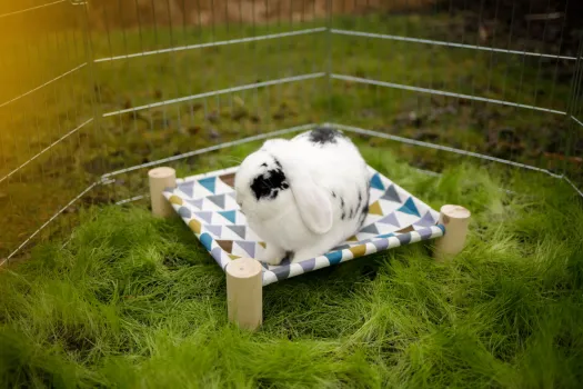 Hängematte für Nager, kleine Katzen und kleine Hunde z.B. Chihuahuas, waschbare Liegemulde in modernem Design