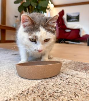 Katzennapf Bambus Petlando BARI Bamboo - 250 ml - aus natürlichen Bambus-Fasern, spülmaschinengeeignet, rutschfest