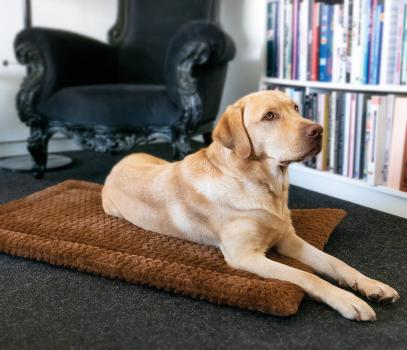 Petlando Hundedecke Daisy - Reisedecke - Einlage Transportbox - Katzendecke