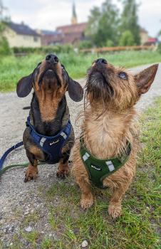 Petlando Mesh Vest Geschirr - Hundegeschirr - Brustgeschirr für Hunde