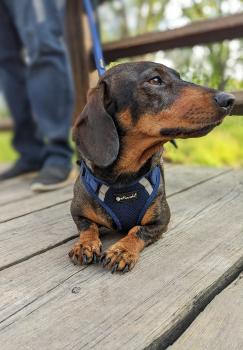 Petlando Mesh Vest Geschirr - Hundegeschirr - Brustgeschirr für Hunde