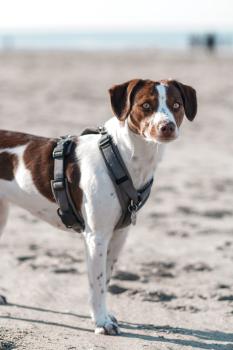 MESH Y-Comfort Geschirr von Petlando Brustgeschirr für Hunde - Hundegeschirr