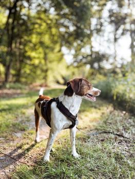 MESH Y-Comfort Geschirr von Petlando Brustgeschirr für Hunde - Hundegeschirr