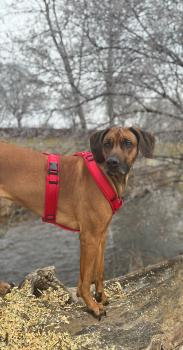 MESH Y-Comfort Geschirr von Petlando Brustgeschirr für Hunde - Hundegeschirr