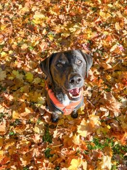 Hundegeschirr gepolstert - Petlando Outdoor Brustgeschirr für Hunde, mit Haltegriff, waschbar