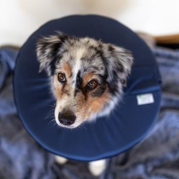 Vetlando Leckschutzkragen für Hunde und Katzen - Schutzkragen - Alternative zum Trichter