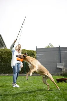 Reizangel für Hunde OHNE Spielzeug 47-130 cm - Spielangel und Jagdangel Dog Dangler zum Hundetraining und zur Auslastung